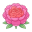 Peony