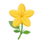 Persischer Jasmin