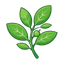 Petitgrain