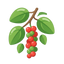 Pfefferbaum