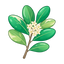 Pittosporum