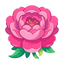 Pivoine