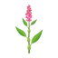 Polygonum
