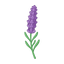 Provence Lavender