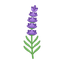 Provenzalischer Lavendel