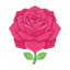 Pure Taif-Rose