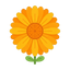 Ringelblume