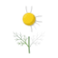 Römische Kamille