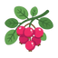 Rosa Beeren