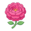 Rosa-Centifolia-Absolue