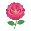 Rosa Damascena