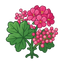 Rosa PfefferkörnerGeranium aus Ägypten