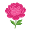Rosa Pfingstrose