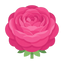 Rose Centifolia