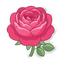 Rose Centofolia Vitessence