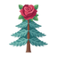 Rose und Atlas Zeder