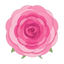 Rosenaufguss (Centifolia)