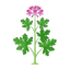 Rosengeranie
