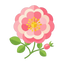 Rosenmoschus
