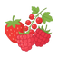 Rote Früchte
