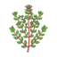 Roter Thymian