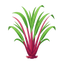 Rotes Zitronengras Madagaskar