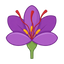 Safranblüte
