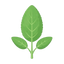 Salbei