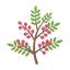 Schinus Molle