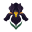 Schwarze Iris