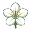 Schwarze Johannisbeerblüte