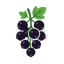 Schwarze Johannisbeeren