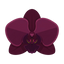 Schwarze Orchidee
