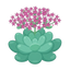 Sedum (Fetthenne)
