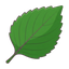 Brombeerblatt