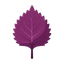 Shiso (Perilla)
