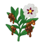 Spanisches Labdanum