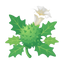 Stechapfel (Datura)
