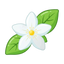 Sternjasmin