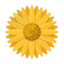 Strohblume