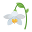 Styrax