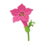 Tabakblüte