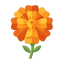 Tagetes Absolue