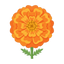 Tagetes