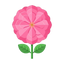 Taif-Rosen aus Saudi Arabien