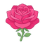 Taif-Rose aus Saudi Arabien