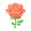 Teerose