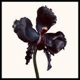 Black Orchid - Reserved