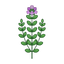Thymian
