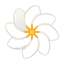 Tiaré-Blüte